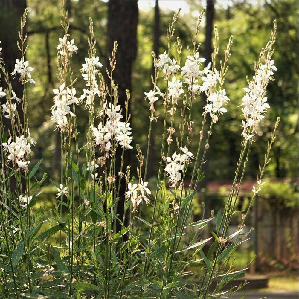 Close-up of White Gaura Lindheimer flowers