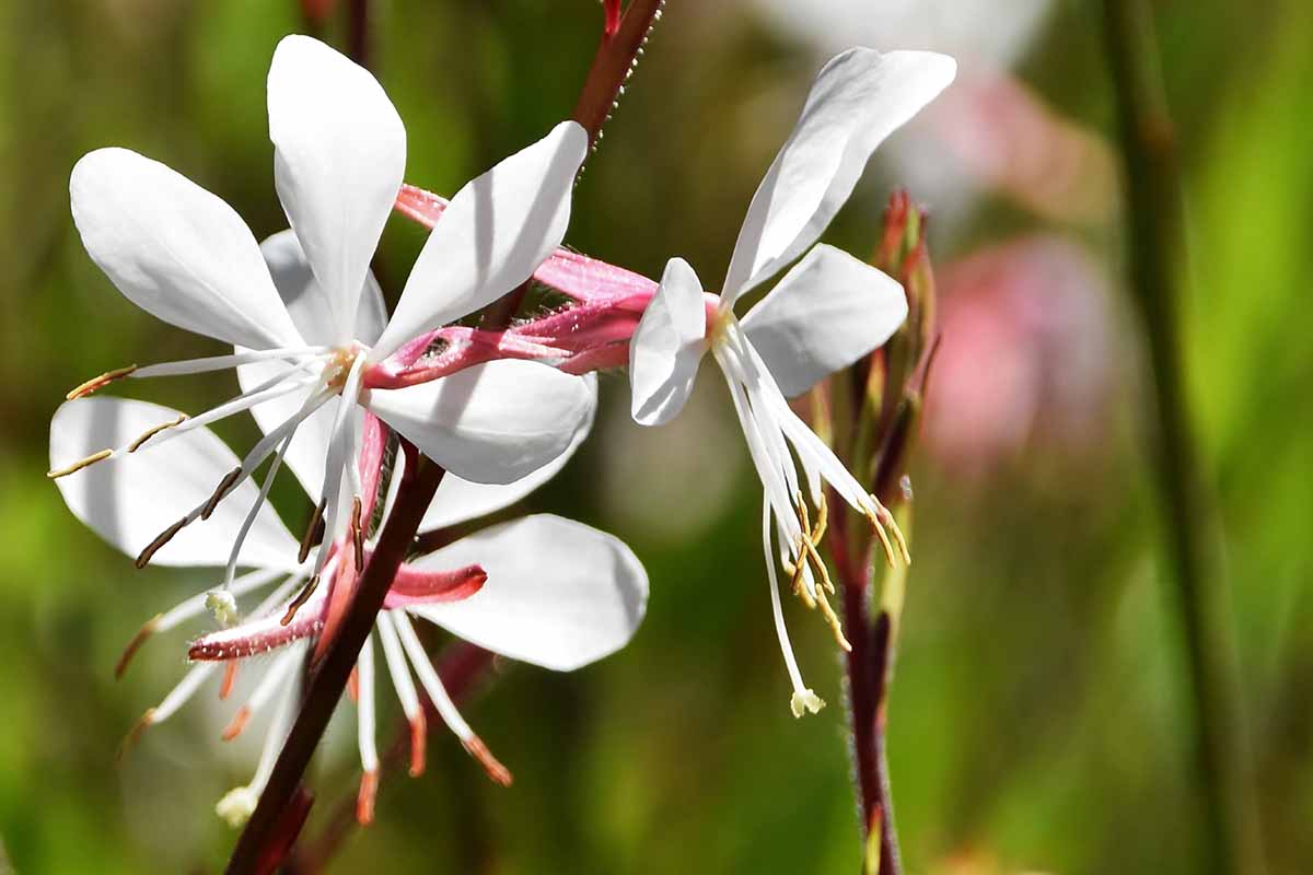 White Gaura Lindheimer plants growing in pots