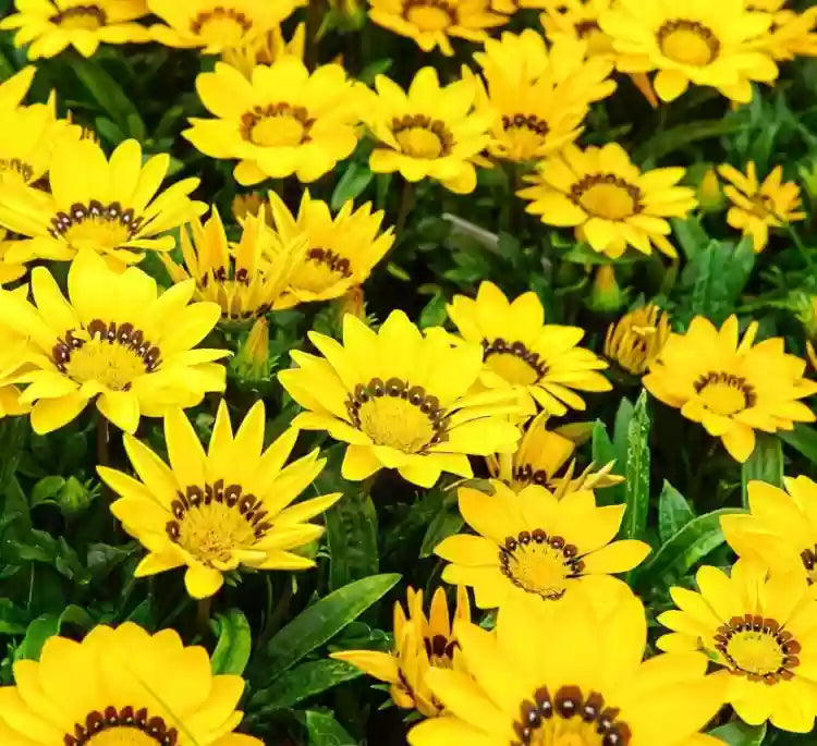 Yellow Gazania Used as Border Flowers