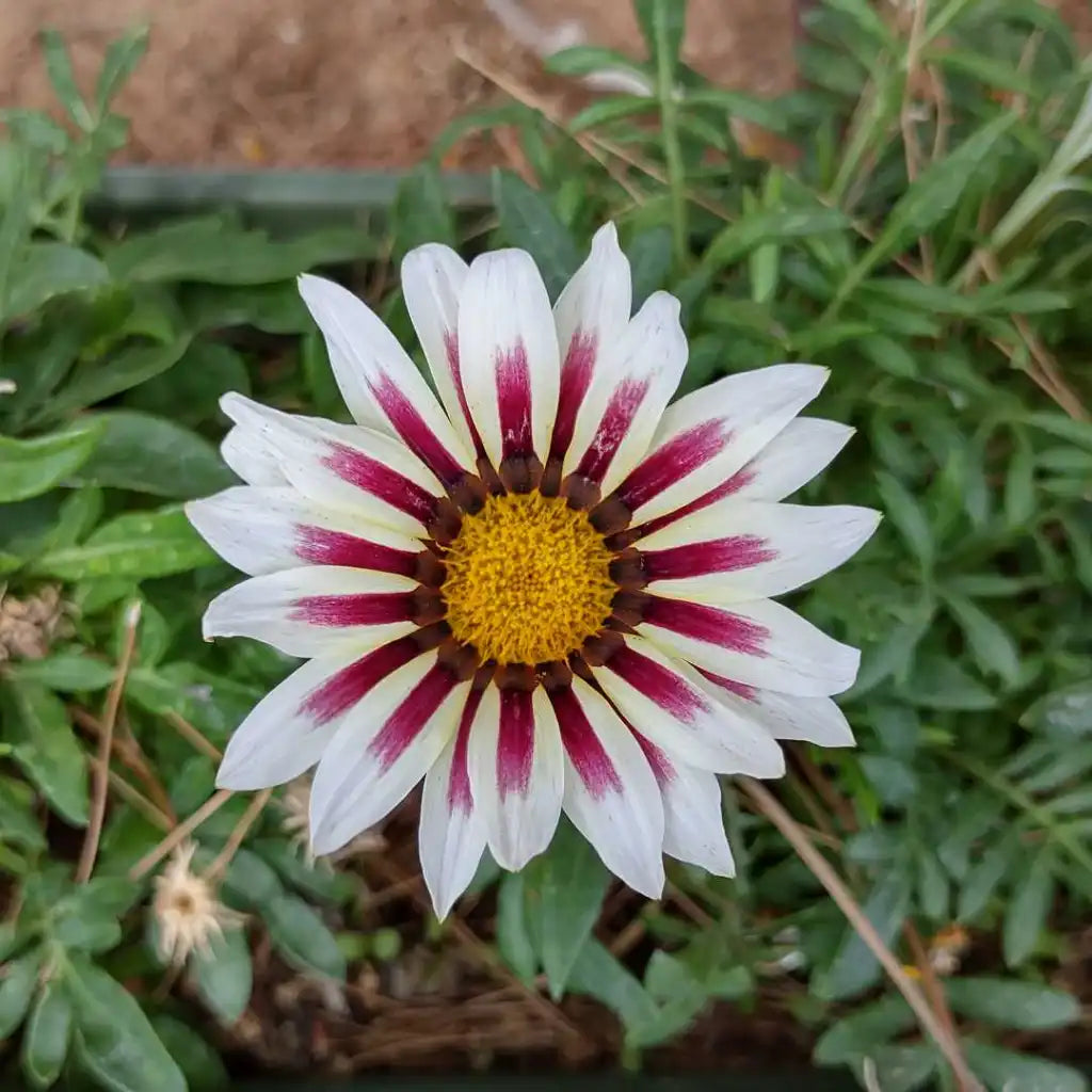 Gazania Flower Close-Up – White and Purple Petal Details