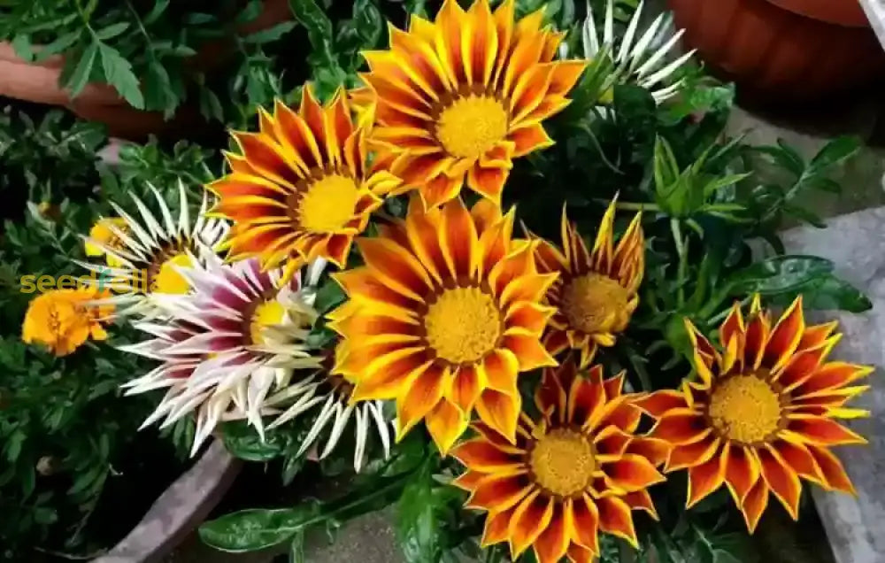 Gazania Flower Seeds - Complete Planting And Growth Kit