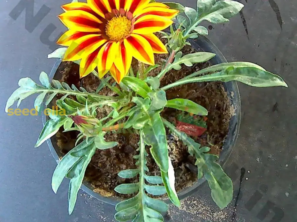 Gazania Flower Seeds - Yellow And Red For Vibrant Planting