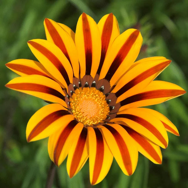 Gazania Flower Seeds for Planting Yellow and Red Blooms