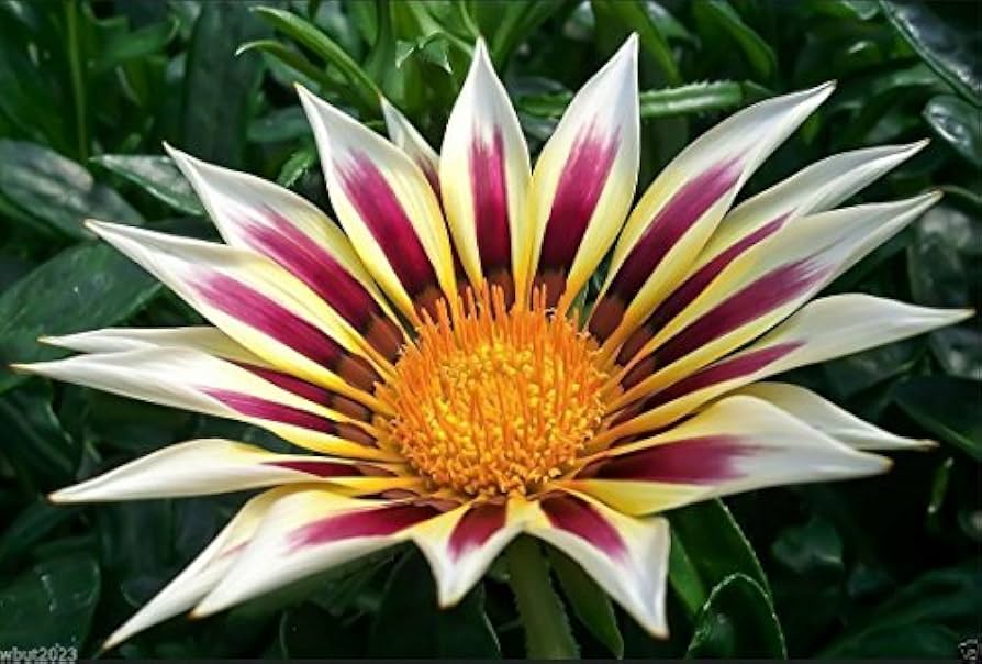 Gazania Garden Display – Bright White and Purple Blooms