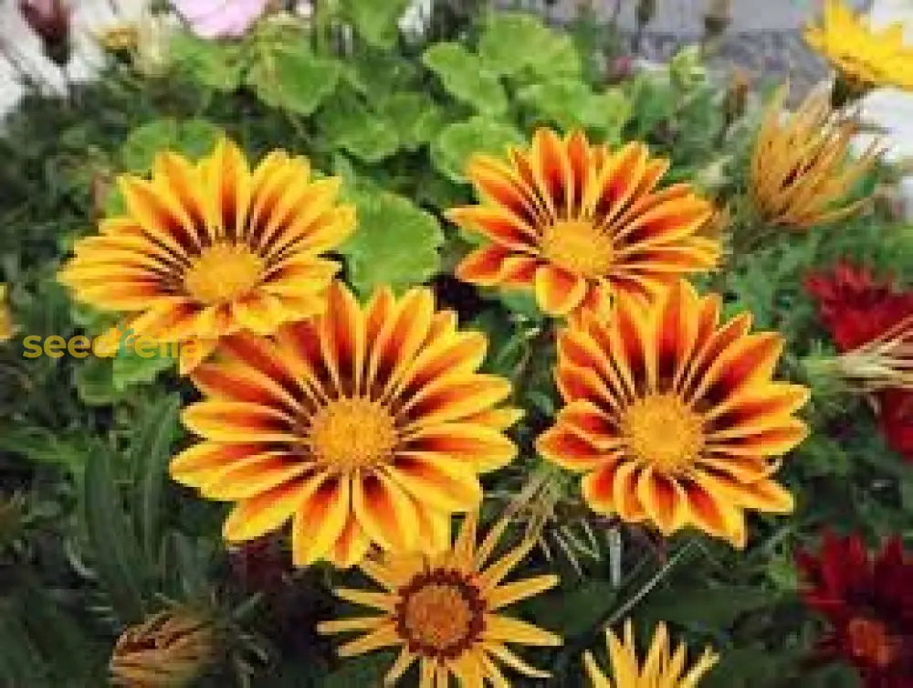 Gazania Giant Flower Seeds Kit - Perfect For Easy Planting