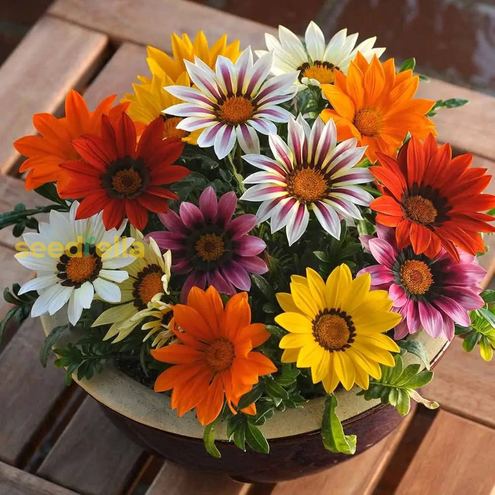 Gazania Giant Flower Seeds Kit - Perfect For Easy Planting