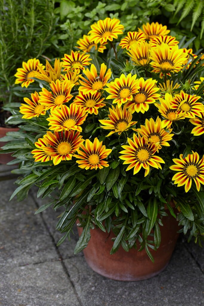 Gazania Flowers in Pots and Containers