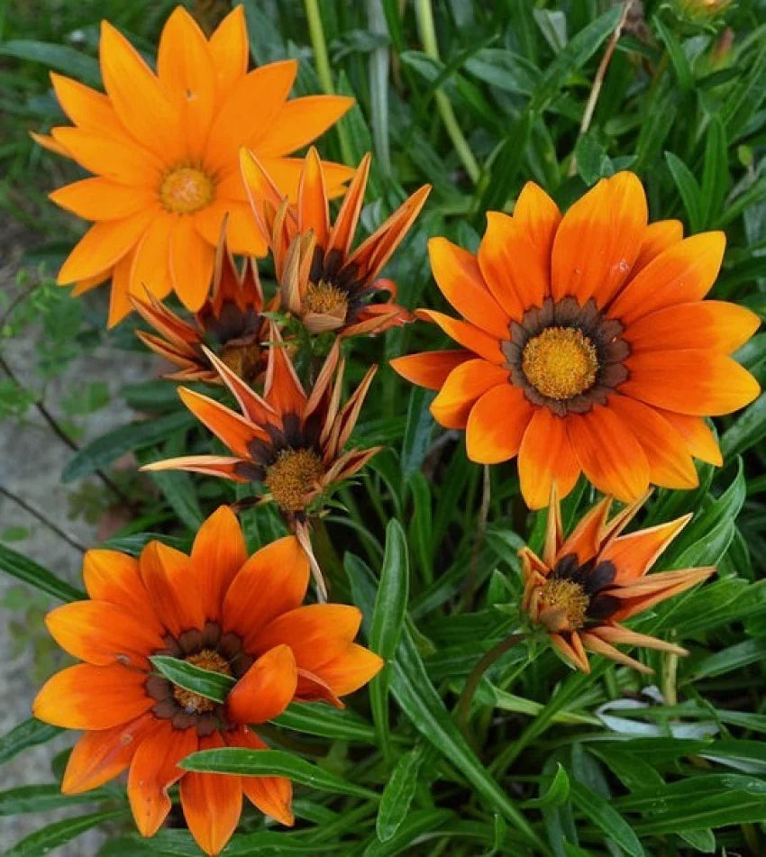 Orange Gazania Flowers in Garden Beds and Borders