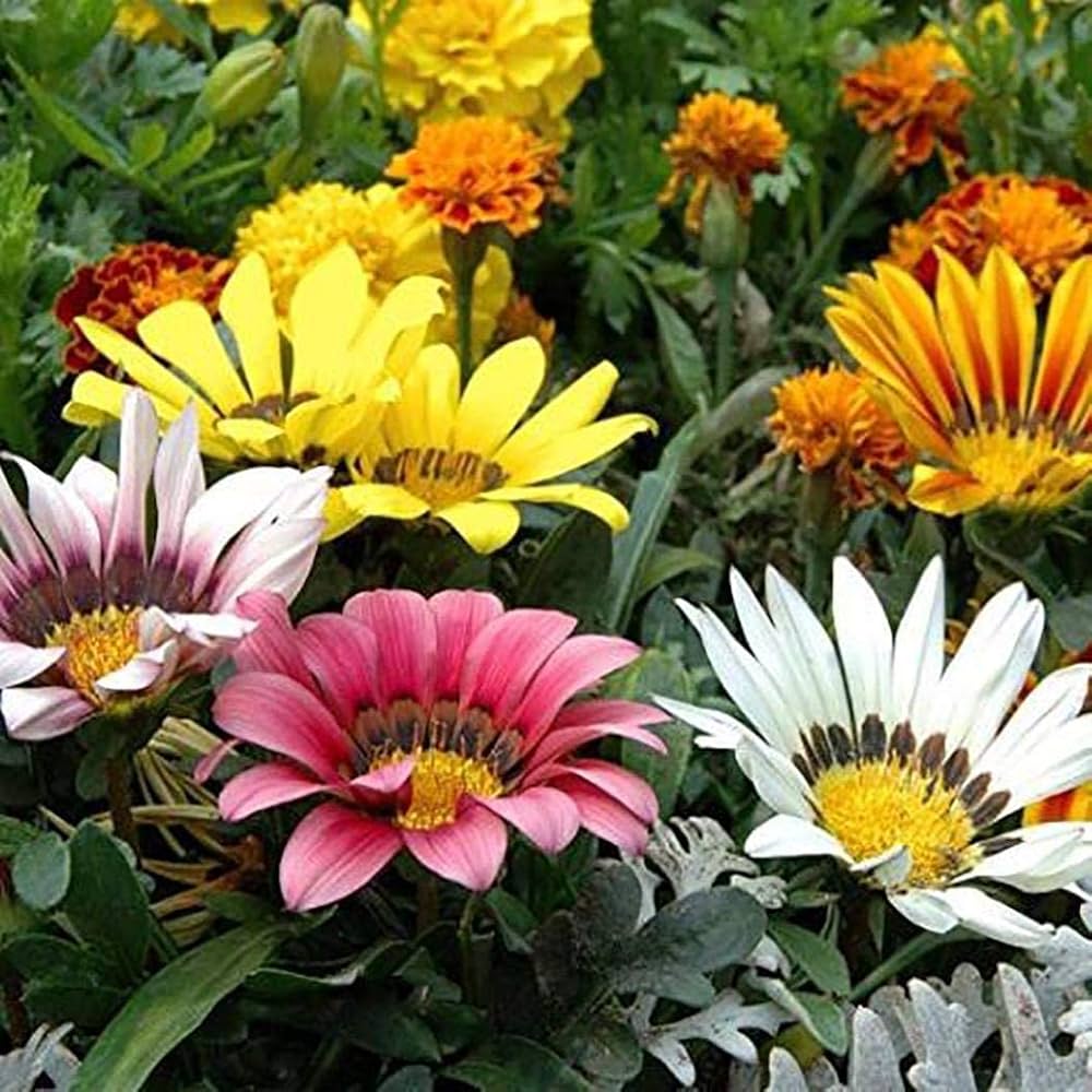 Vibrant Gazania Rigens flower seeds for colorful garden blooms
