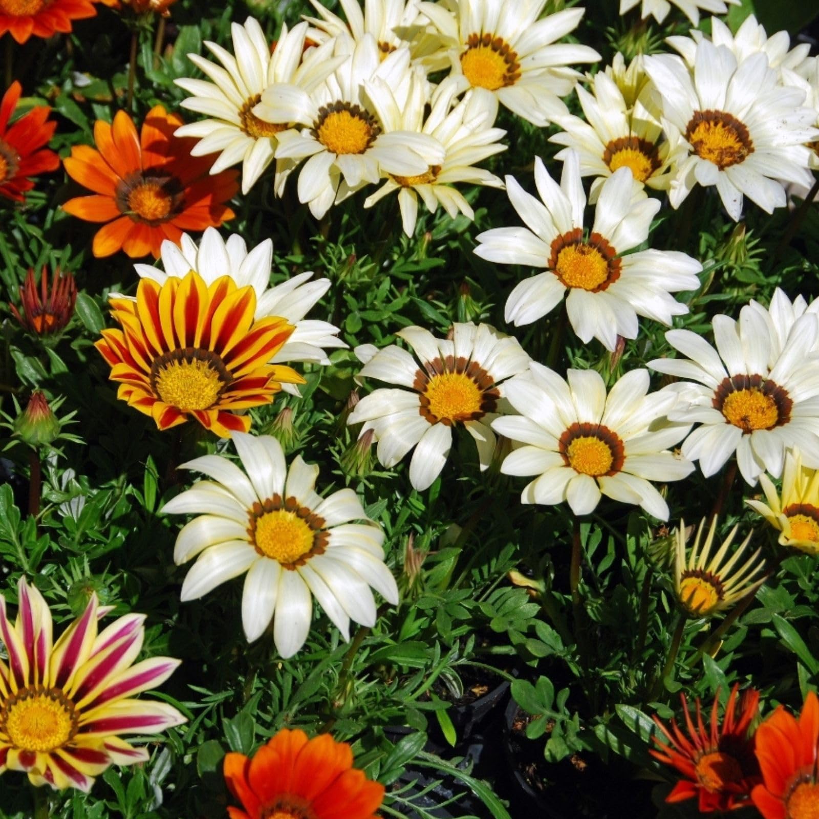 Bright Gazania flower seeds for containers and patios
