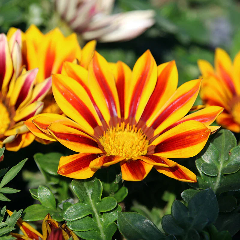 Gazania (Gazania Flower) seeds for planting in home garden