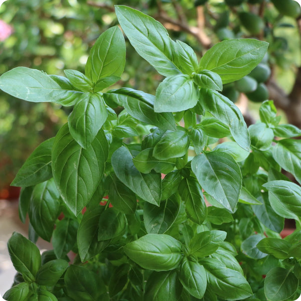 Genovese Basil seeds Ocimum basilicum growing large aromatic green leaves