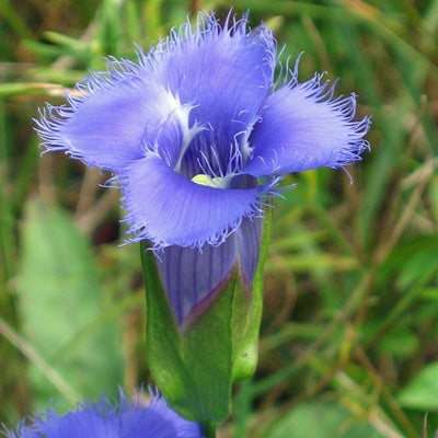 Detailed shot of fringed petals on blue gentian bloom