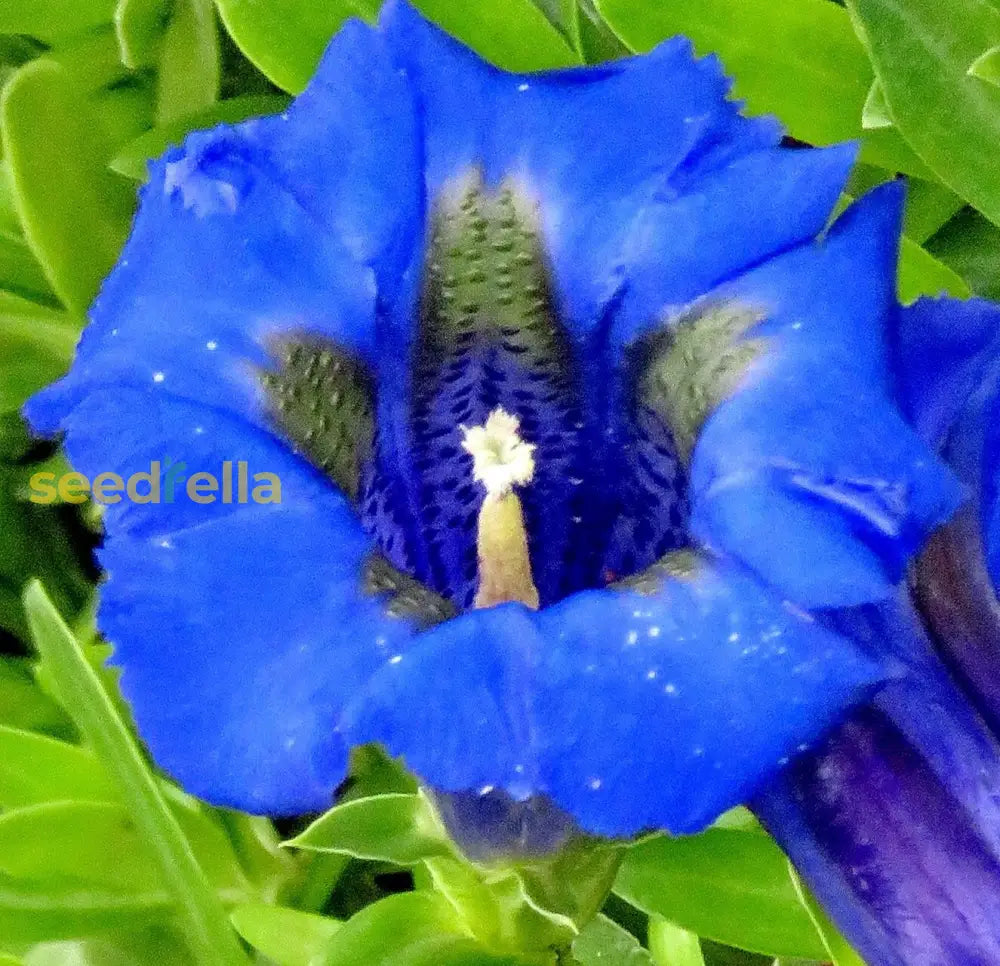 Gentiana Acaulis Flower Seeds For Planting - Blue Variety