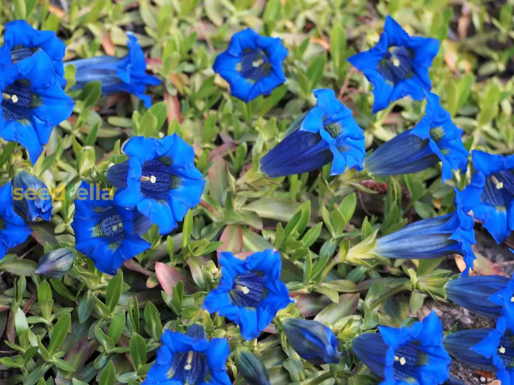 Gentiana Acaulis Flower Seeds For Planting - Blue Variety