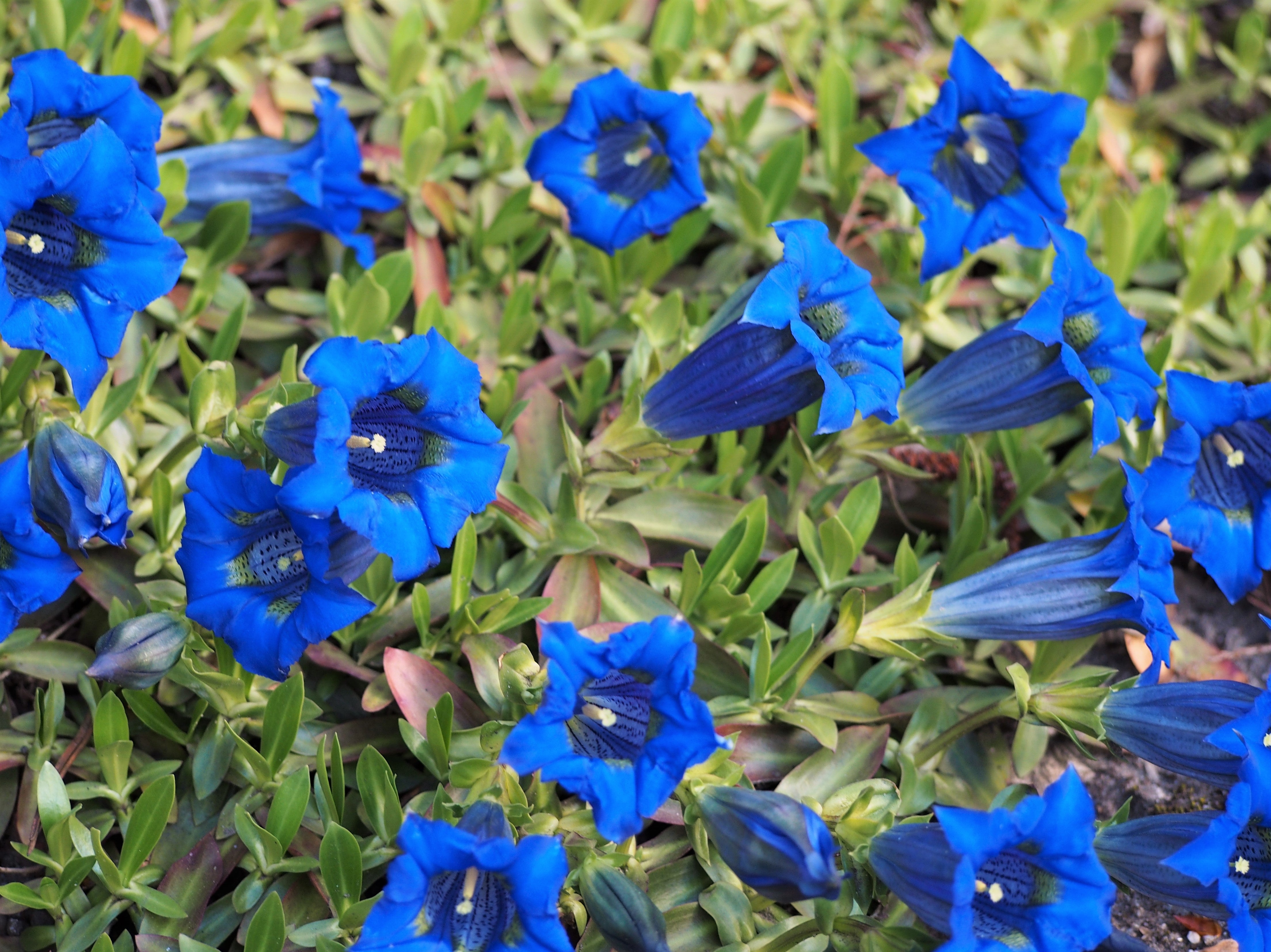 Gentiana Acaulis Blue Flower Seeds for Garden Planting
