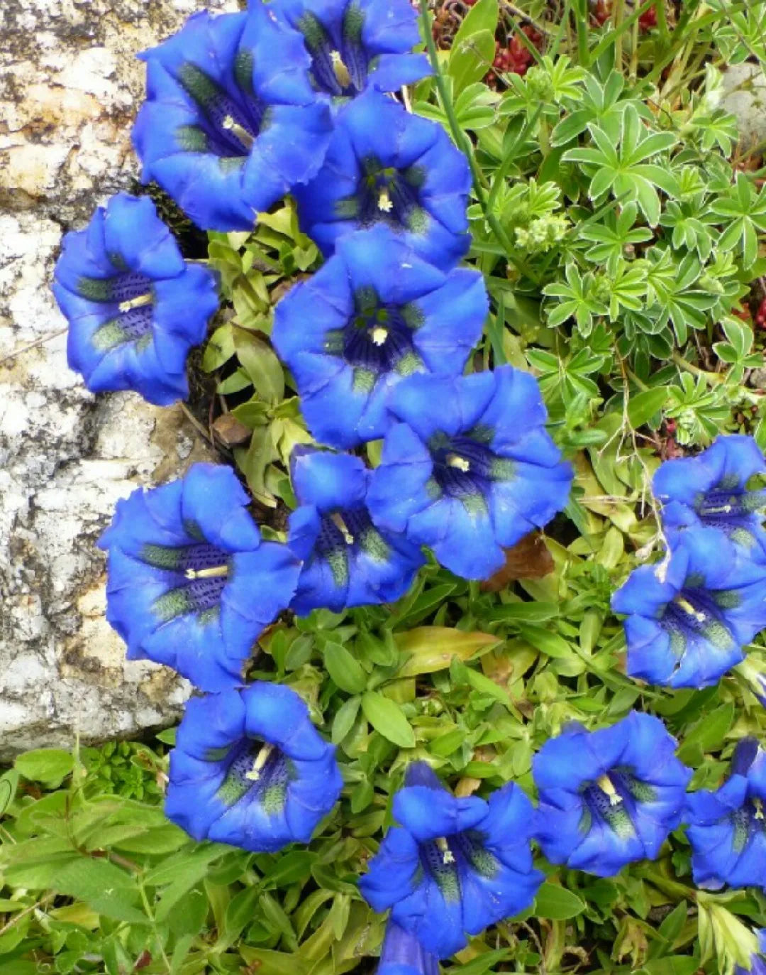 Blue Gentiana Acaulis Flowers in Rock Garden