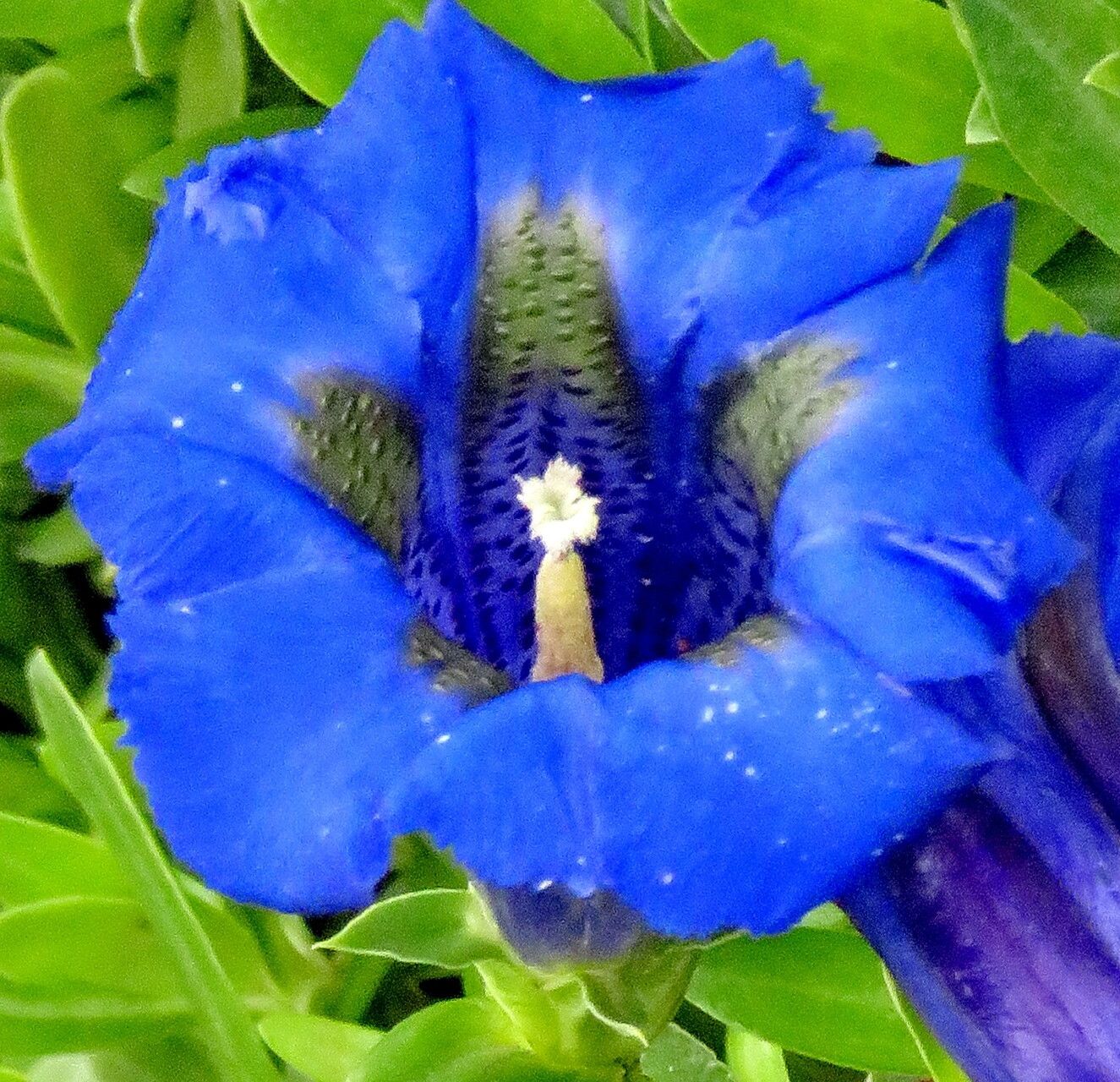 Gentiana Acaulis Alpine Plant Growing Outdoors