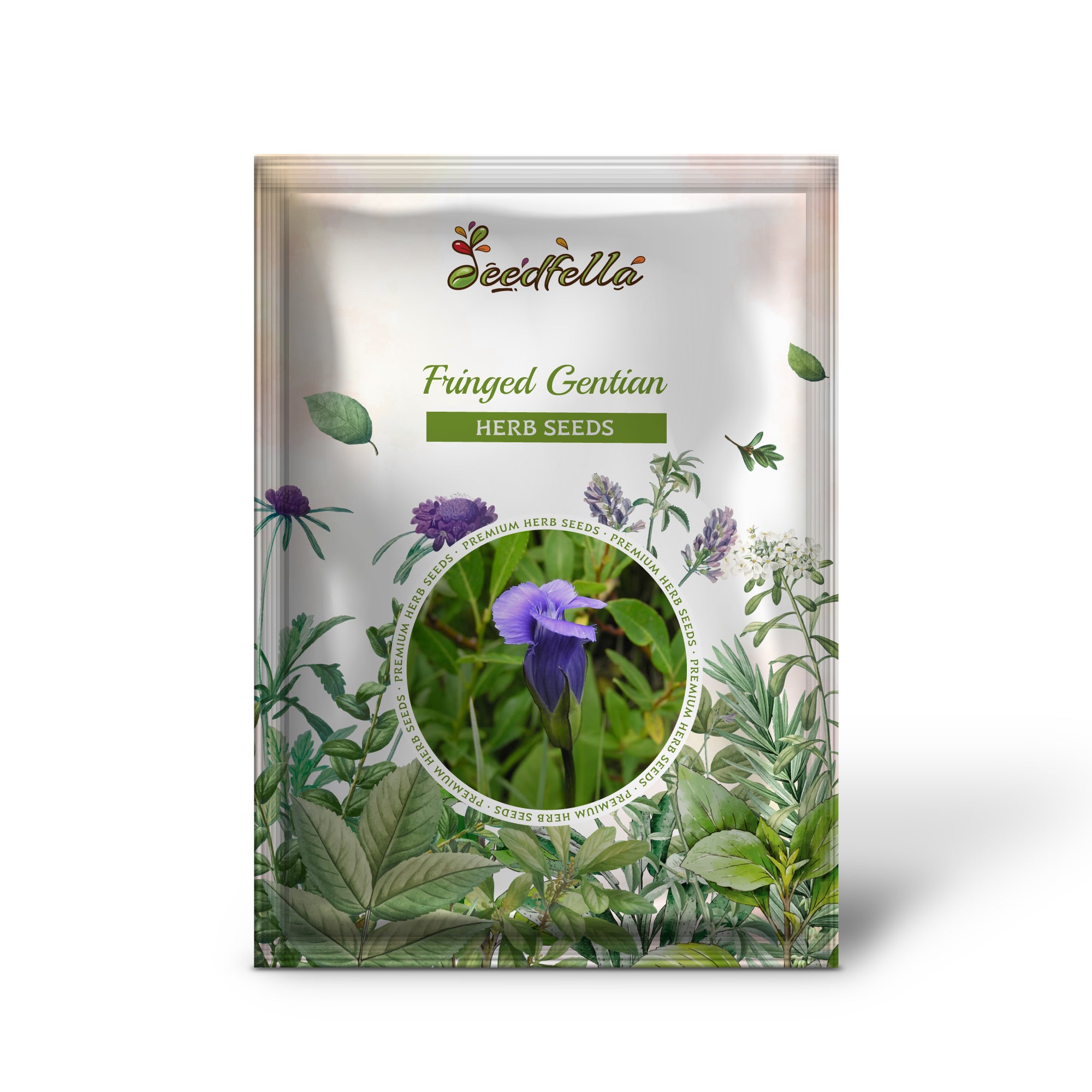 Close-up of Gentiana crinita blue gentian flower with fringed petals