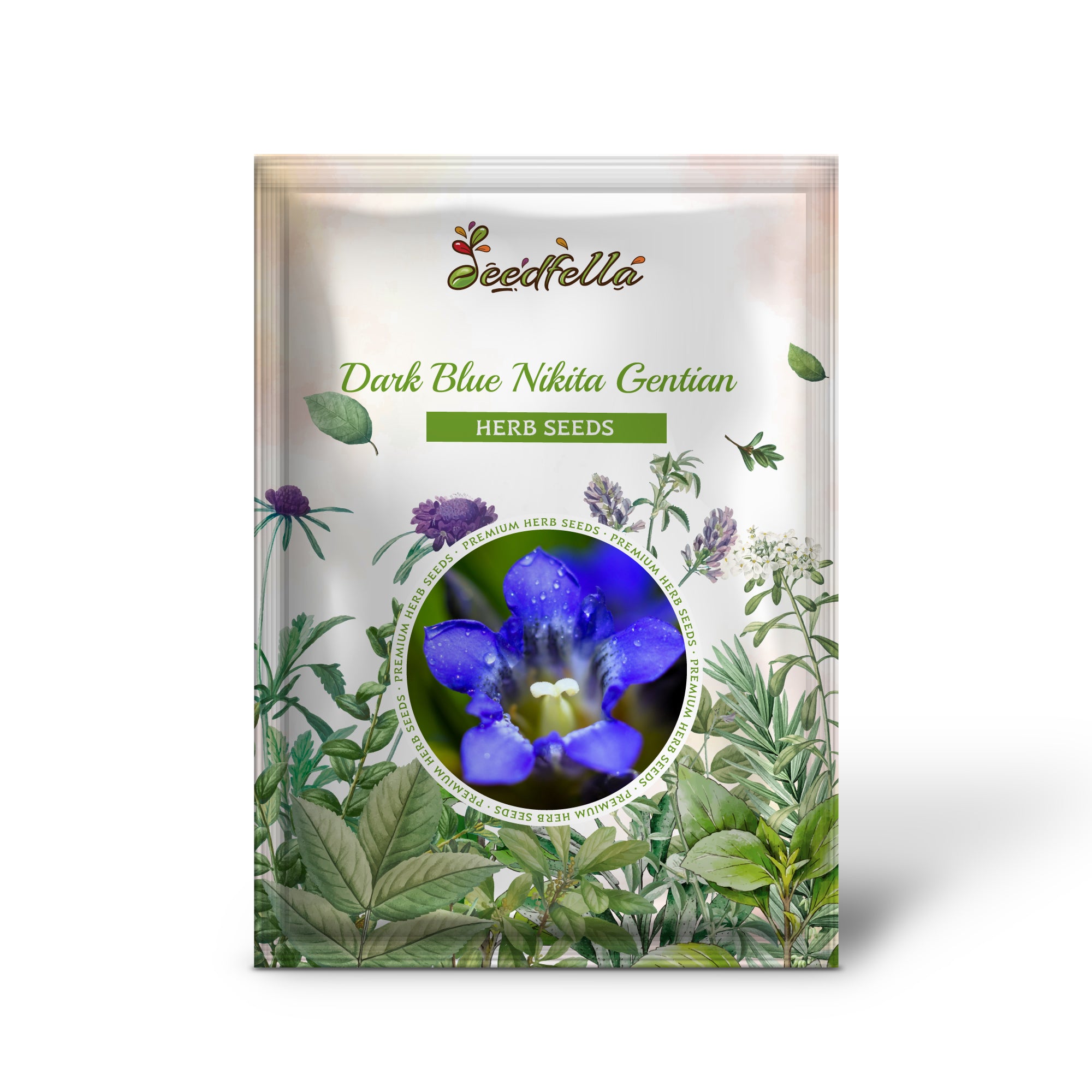 Gentiana dahurica plant with vibrant deep blue flowers