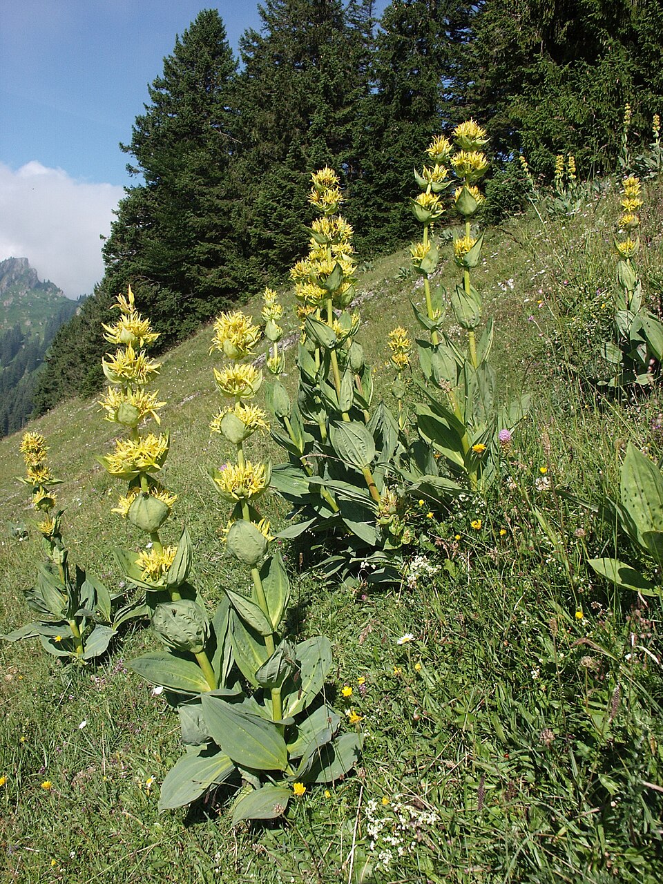 Great Yellow Gentian plant growing in garden