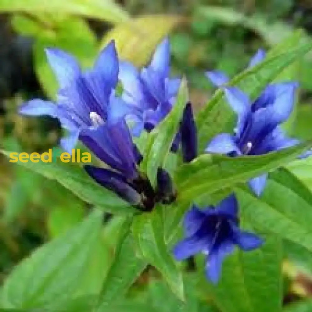 Gentiana Scabra Seeds For Planting - Beautiful Blue Flower