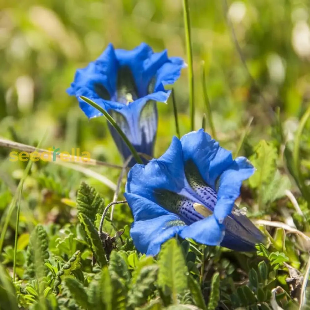 Gentiana Scabra Seeds For Planting - Beautiful Blue Flower