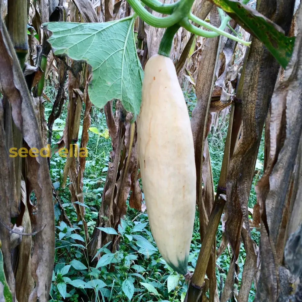 Georgia Candy Rooster Vegetable Seeds For Planting Seeds