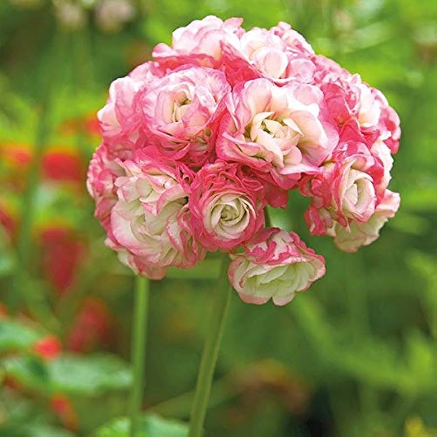 Apple Blossom Baby Pink Geranium Seeds for Planting
