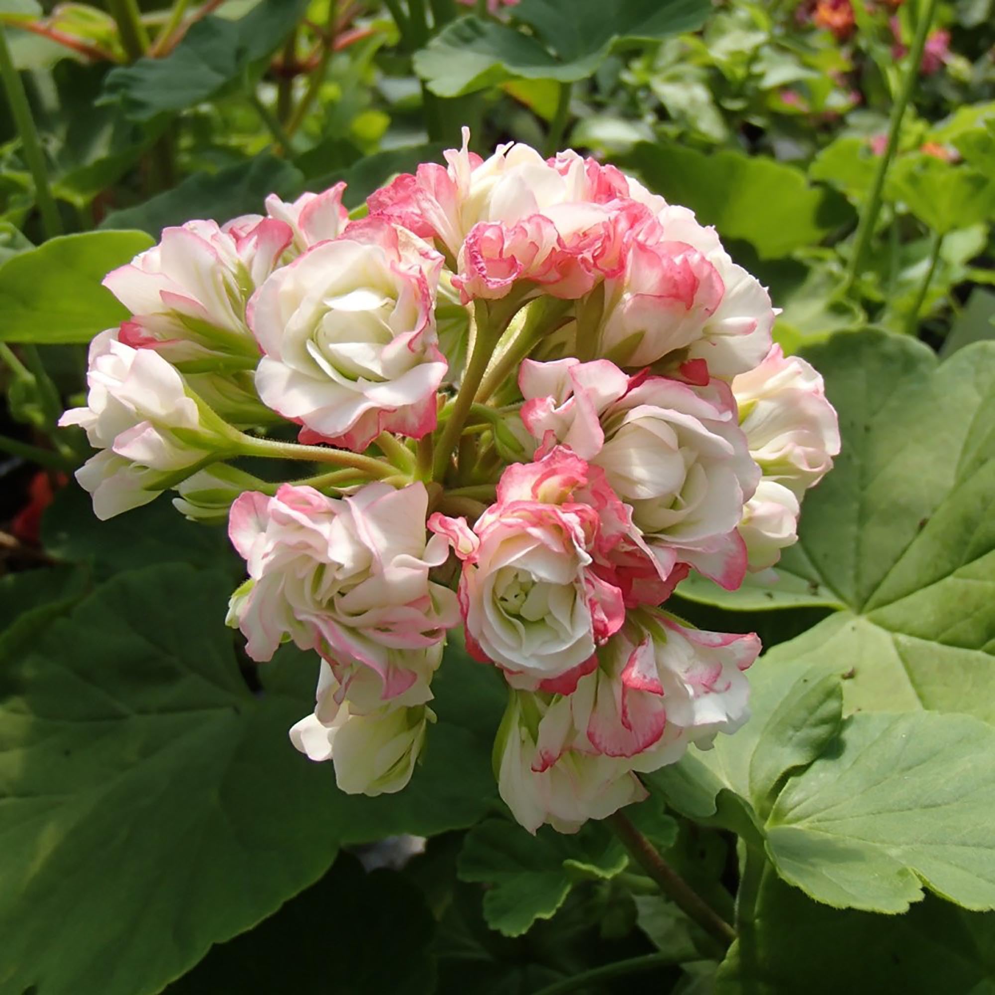 Close-up of Apple Blossom Pink & White Geranium flowers