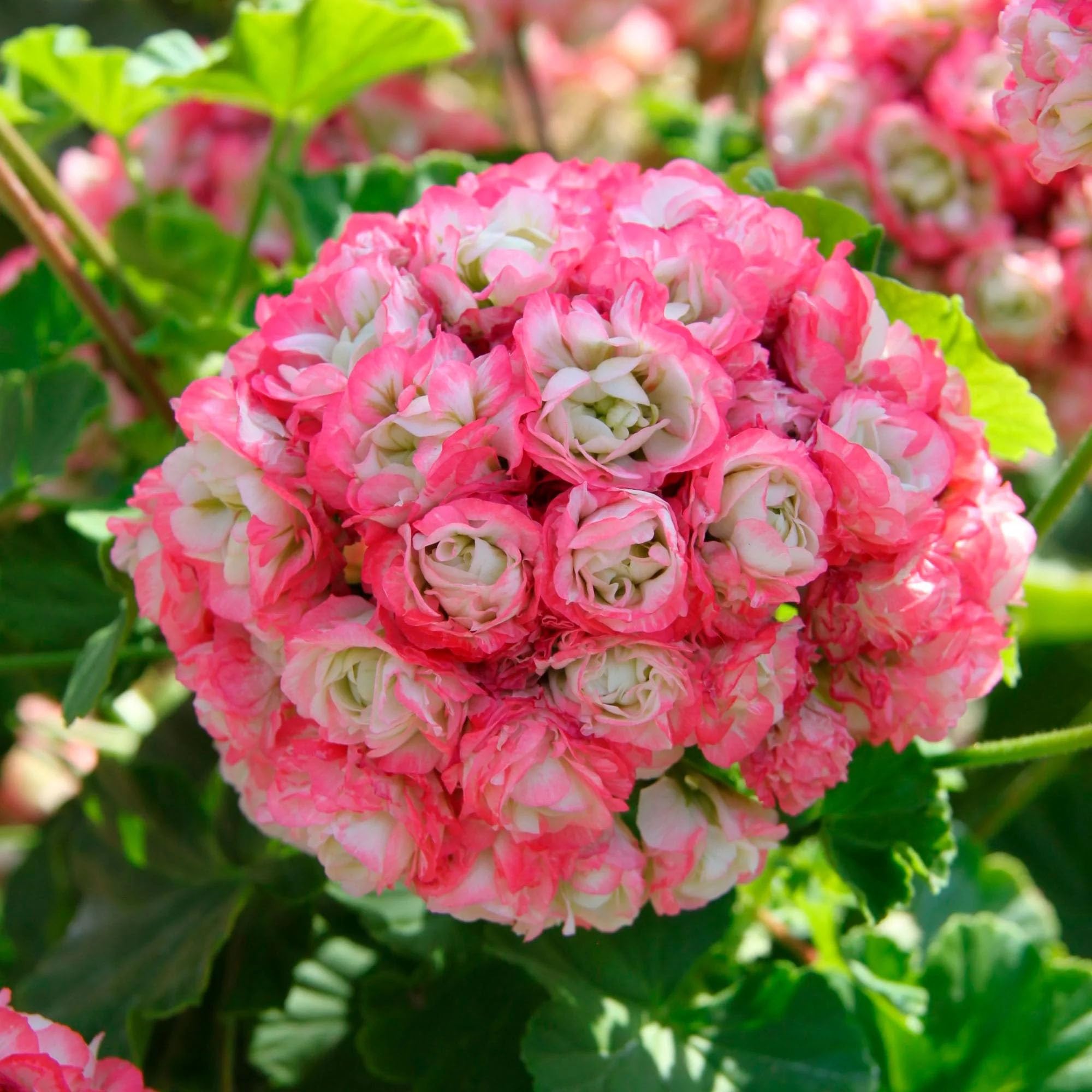 Pink & White Apple Blossom Geraniums in garden borders
