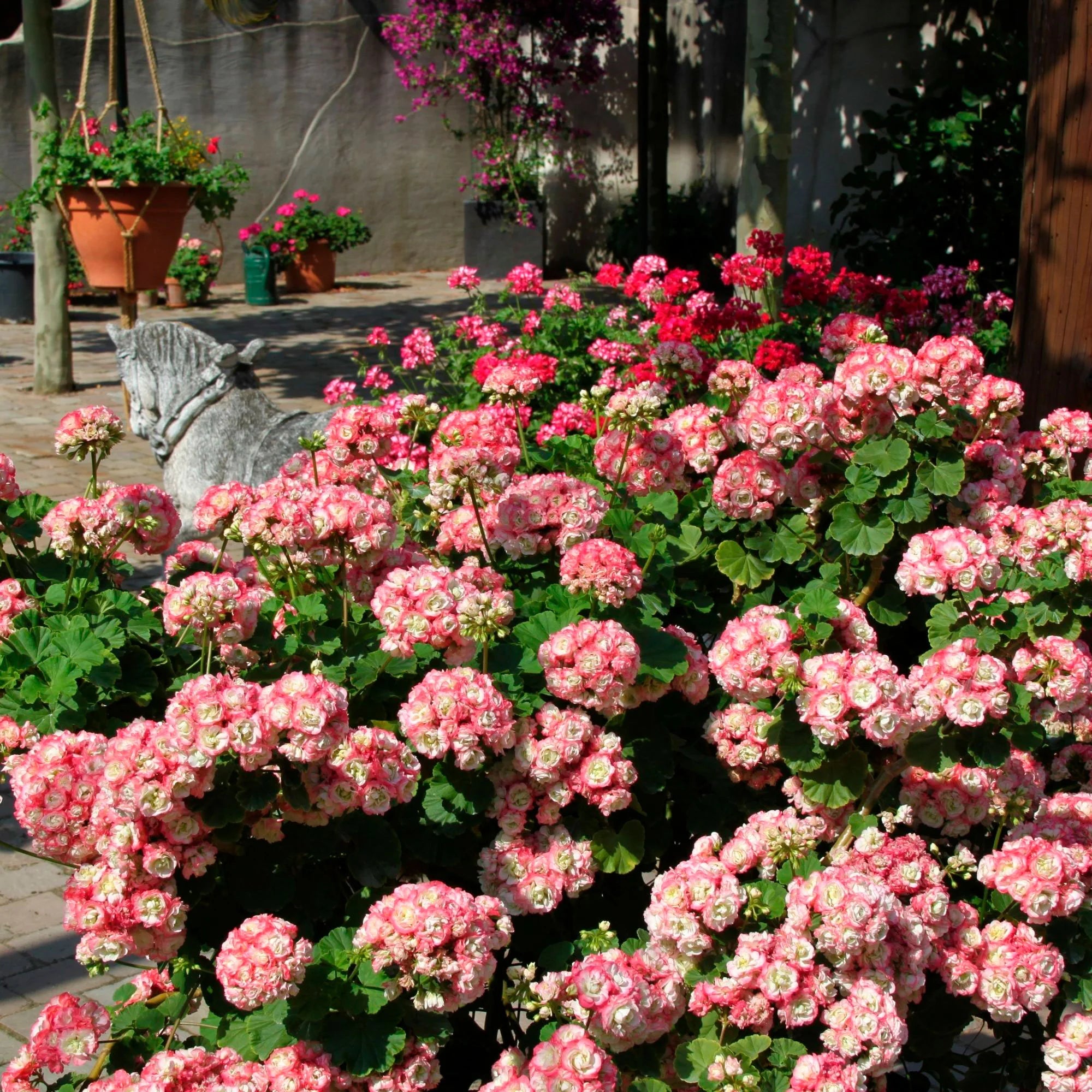 Geranium Apple Blossom Pink & White flowers growing in pots