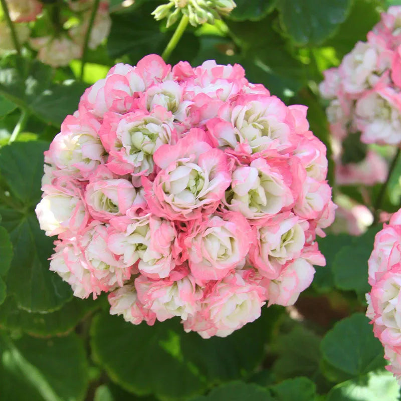 Apple Blossom Baby Pink Geraniums in garden planters