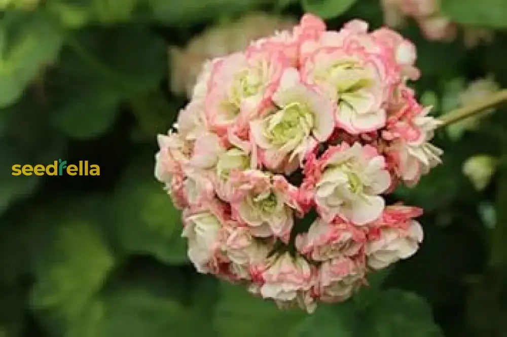 Geranium Apple Blossom Planting Seeds For Vibrant Garden Blooms Flower