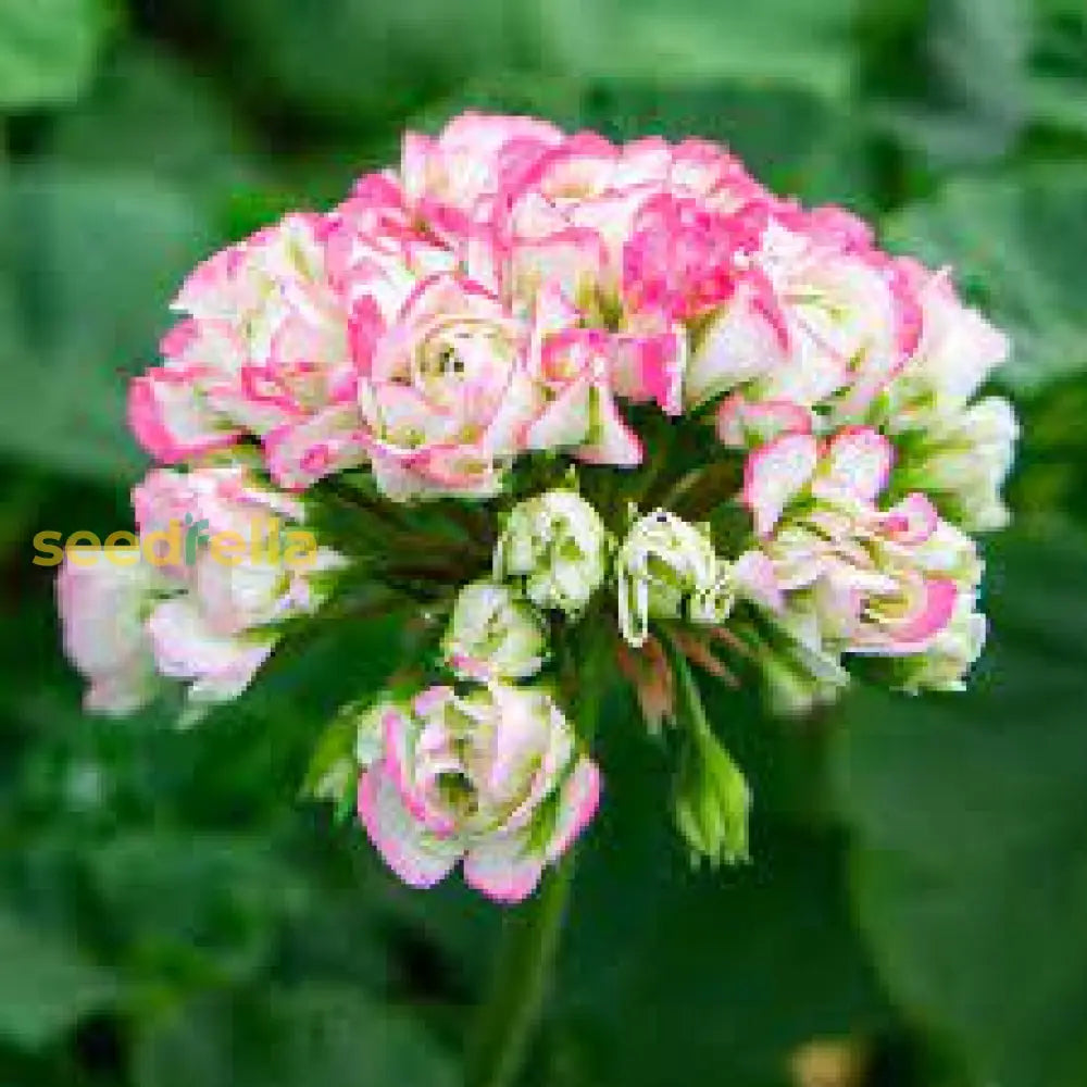 Geranium Apple Blossom Planting Seeds For Vibrant Garden Blooms Flower