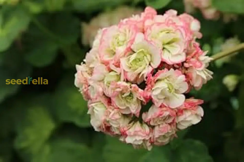 Geranium Apple Blossom Planting Seeds For Vibrant Garden Blooms Flower