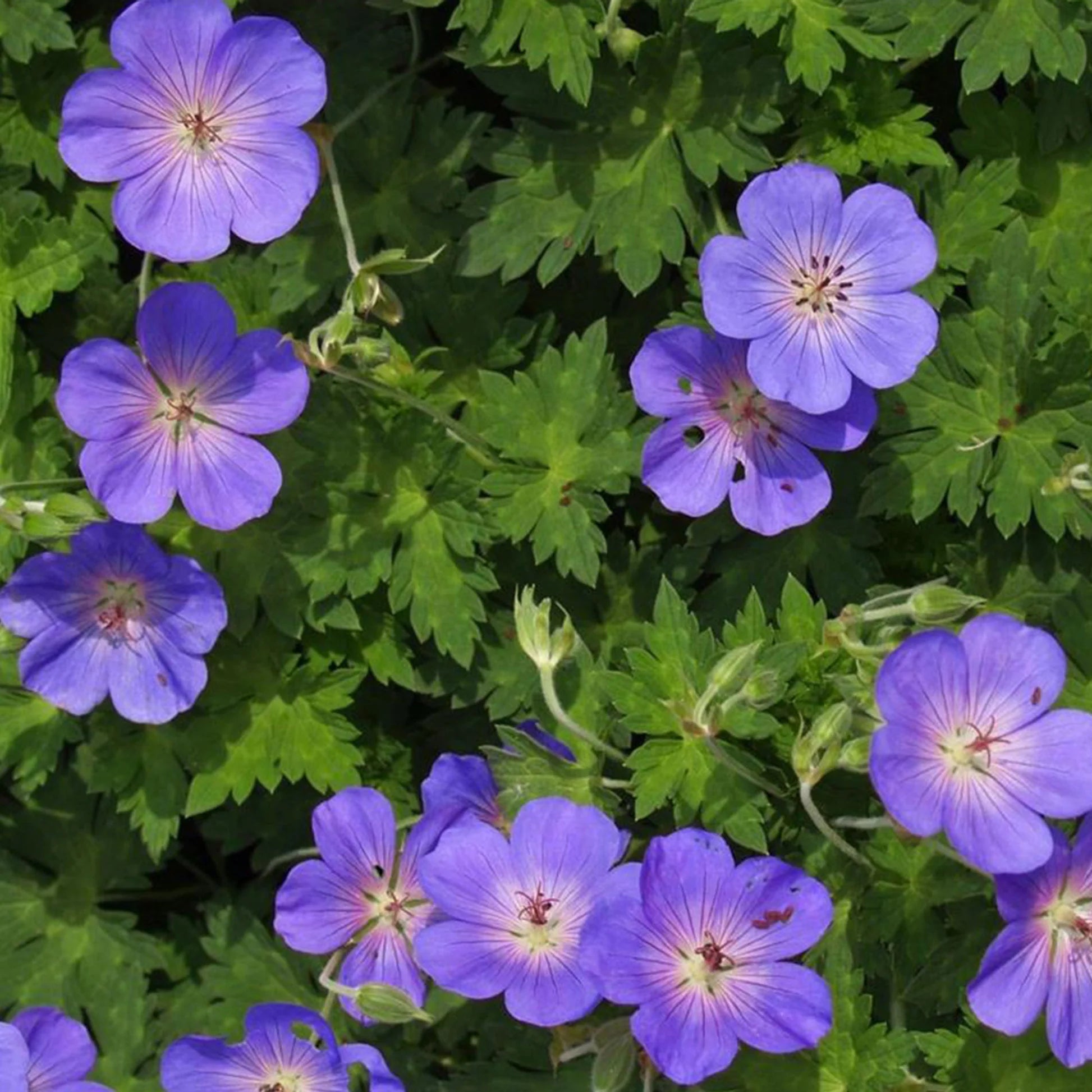Non GMO Blue Climbing Geranium seeds for home gardens