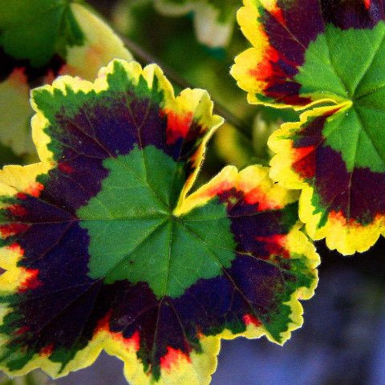 Mixed Leaf Geraniums in pots and containers
