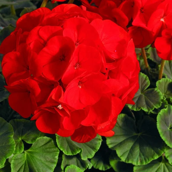 Geranium Flower Seeds: Essential Planting Guide