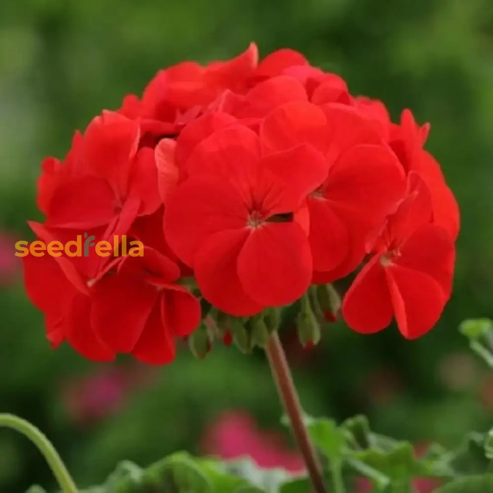 Geranium Flower Seeds: Essential Planting Guide