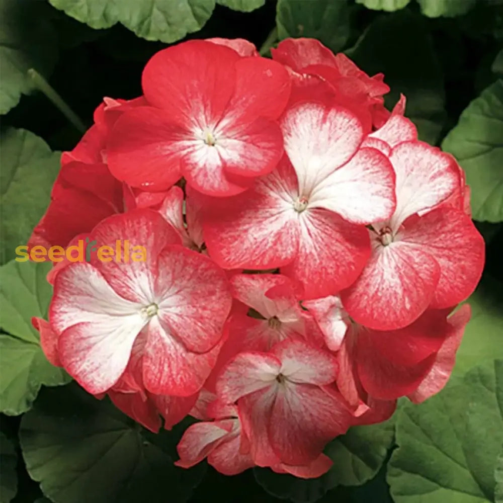 Geranium Flower Seeds For Planting  Red & White Blooms Your Garden