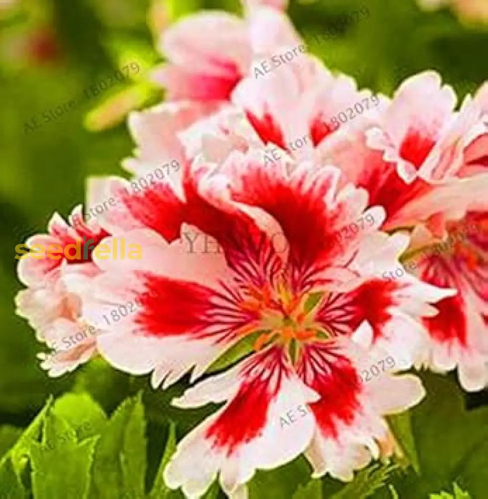 Geranium Flower Seeds For Planting  Red & White Blooms Your Garden