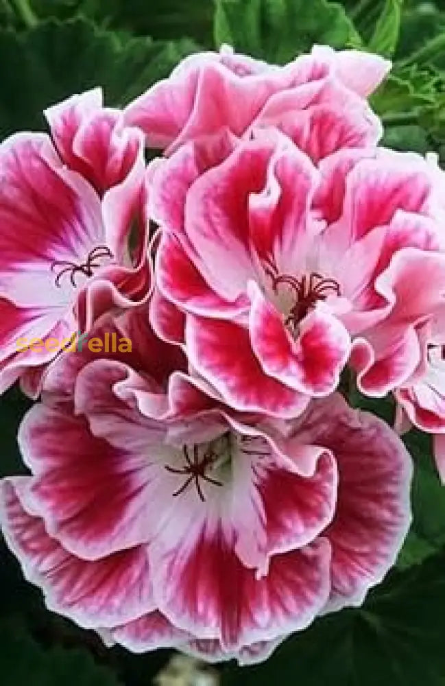 Geranium Flower Seeds For Planting - Vibrant Pink Red Annuals Your Garden