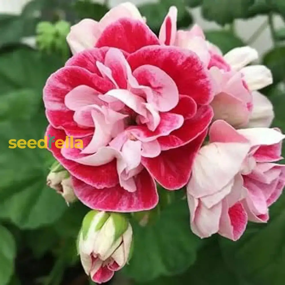 Geranium Flower Seeds For Planting - Vibrant Pink Red Annuals Your Garden