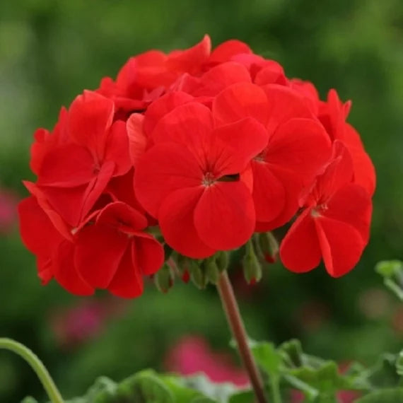 Geranium Flower Seeds for Planting and Colorful Garden Blooms