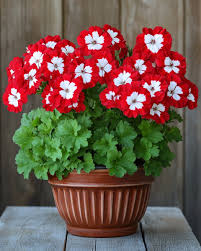 Maroon red and white Geranium blooms in pots