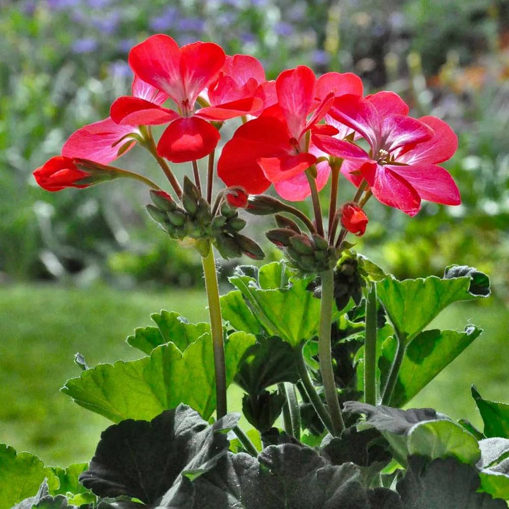 Geranium Flower Seeds for Planting