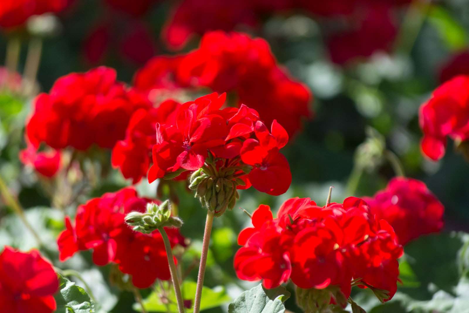 Bright Geranium Flowers Growing in Pots