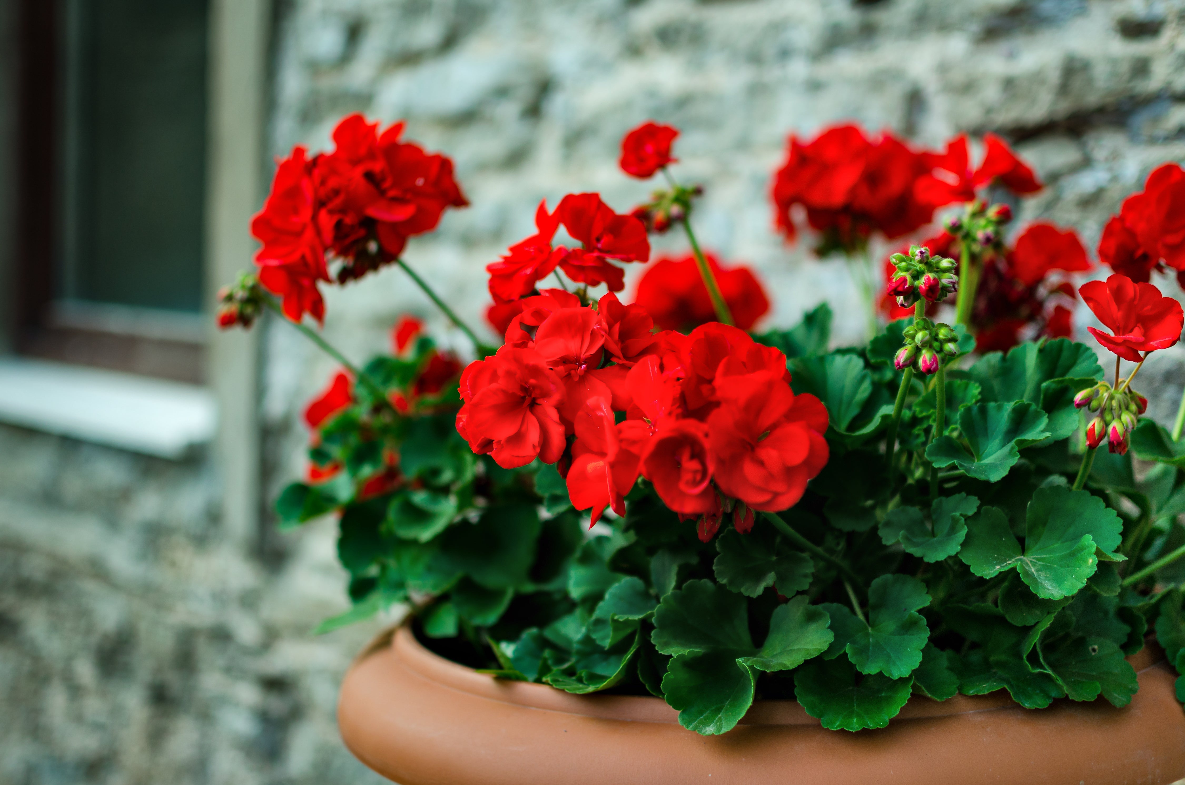 Geranium Flowers Blooming in Garden Borders
