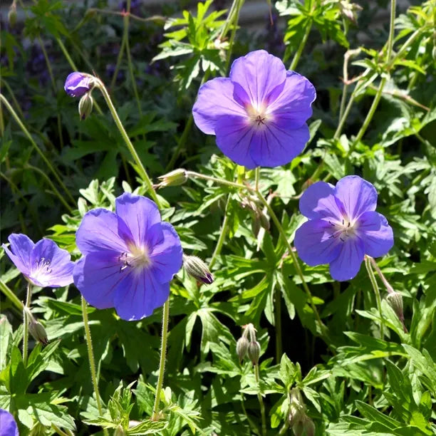 Deep Blue Geranium flowers enhancing garden landscapes